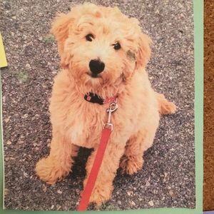 Meet your Posher, Jess